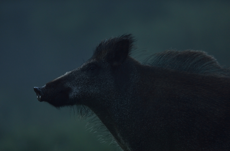 hog hunting at night with scope