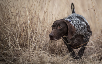 The Hardcore Hunting Dog Diet