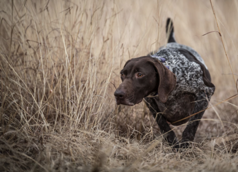 The Hardcore Hunting Dog Diet - Sporting Classics Daily