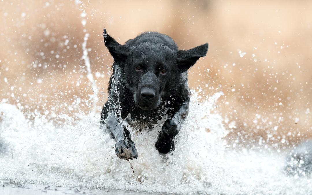 Help Unleash Your Sporting Dog’s Potential