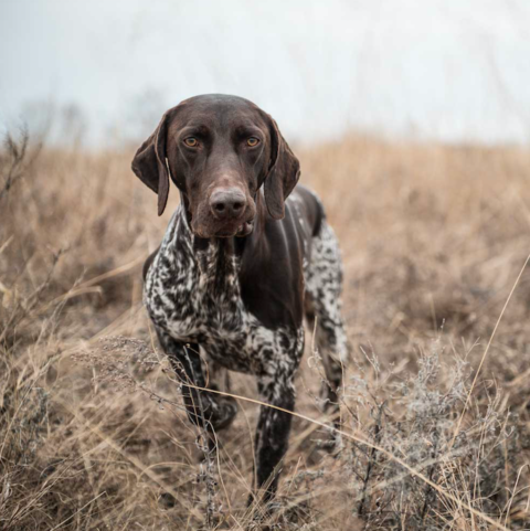 Help Unleash Your Sporting Dog’s Potential - Sporting Classics Daily