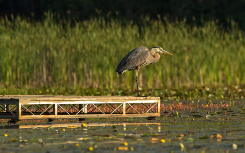 blue heron at morning