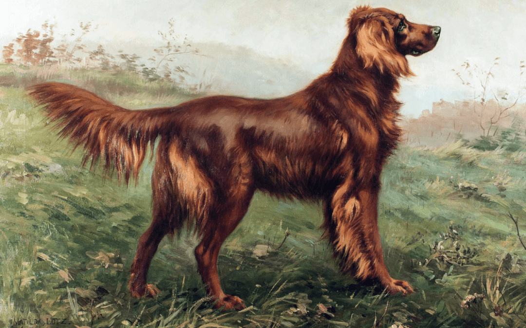 The Irish Setter: A Victim of Its Own Beauty - Sporting Classics Daily