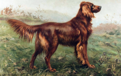 The Irish Setter: A Victim of Its Own Beauty