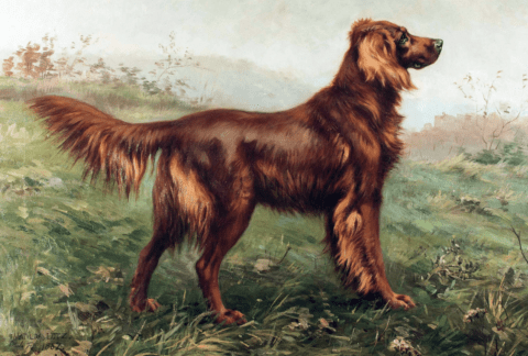 irish setter mink oil