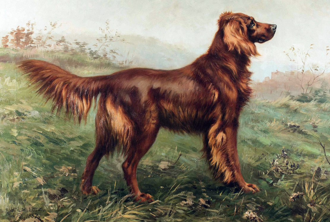 Field bred irish setter clearance breeders