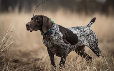 Eukanuba Launches Soft, Low Calorie, Training Treats for Dogs