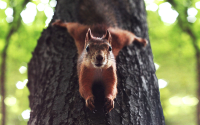 Scrumptious Squirrel Recipes