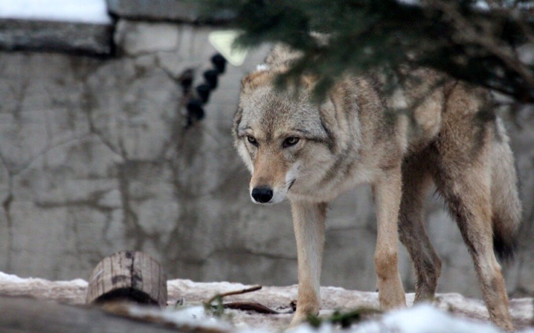 Hunting Rights Group Compels Wisconsin to Hold First Wolf Hunt in 7 Years