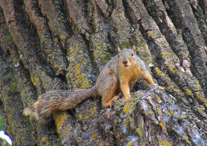 small game hunting for squirrel