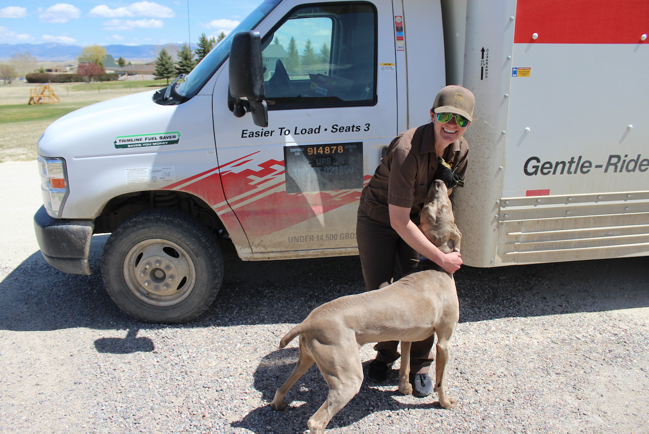 cameron the weimaraner receives packages from his favorite mail woman