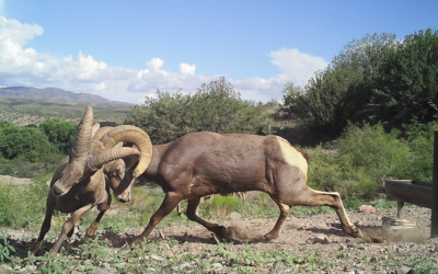 Counting Sheep: Research Pioneers Promising New Wildlife Survey Method