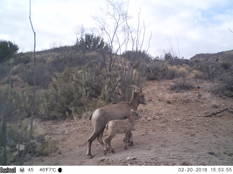 wildlife management sheep survey