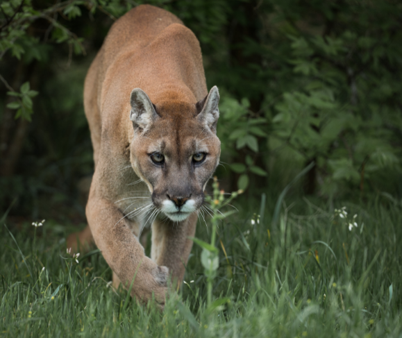 puma cougar mountain lion panther