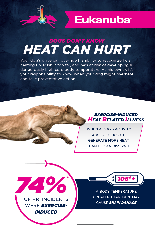 at what temperature does a dog overheat