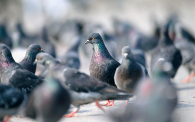 Candid Cameron: Plinking the Pigeons