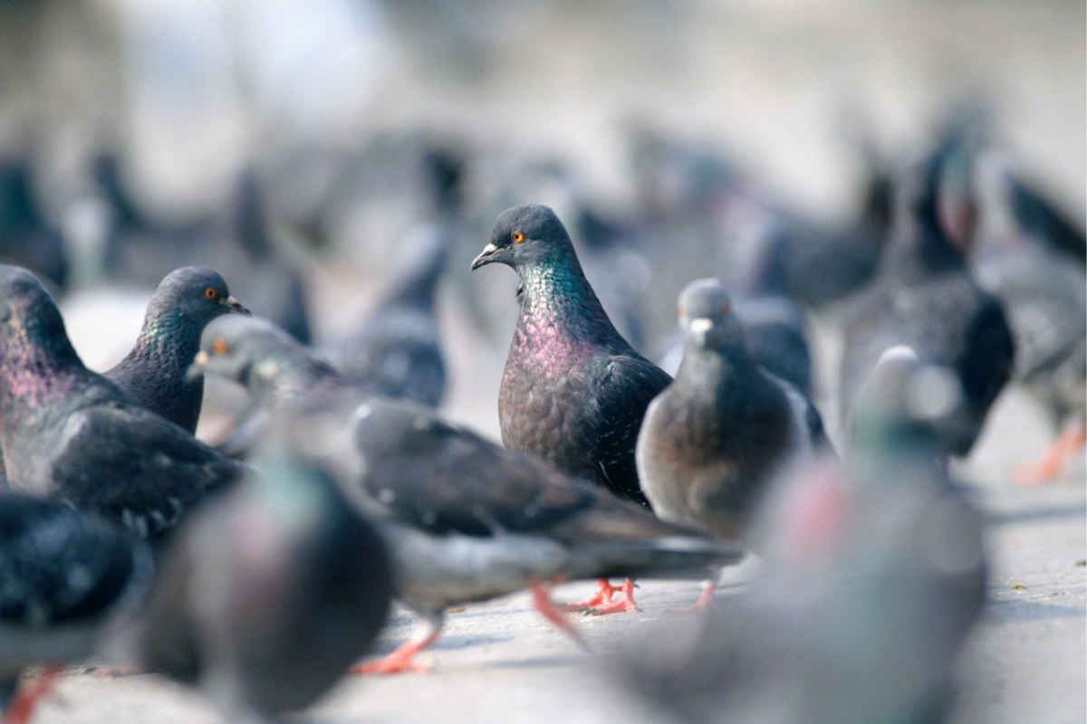 pigeons on ground