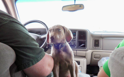 Candid Cameron: A Weim Reunion