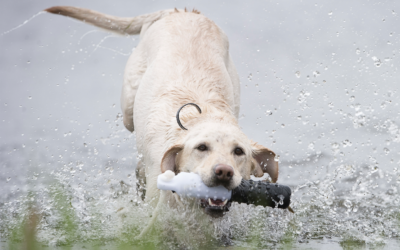 The RIGHT Way to Introduce Your Retriever Pup to Water