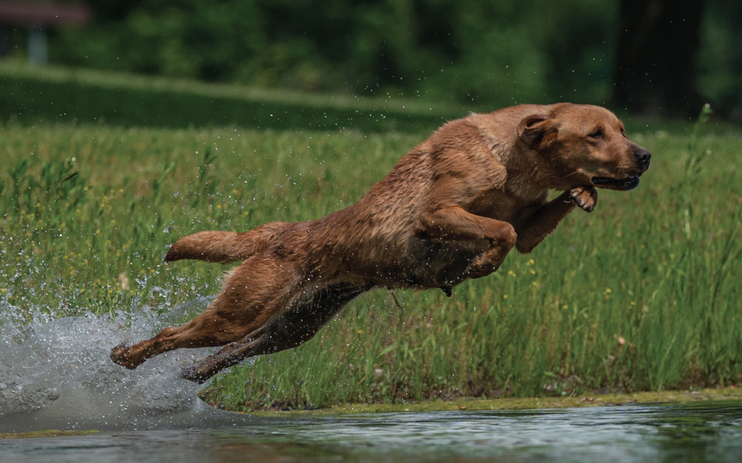 Help Keep Your Dog Running Cool During Preseason Training