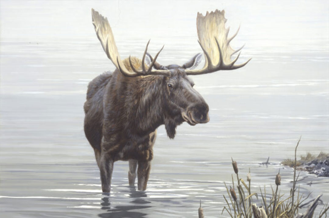 The Final Charge: Roosevelt’s Bull Moose