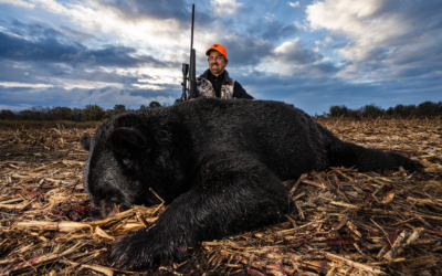 Hunting 500+ Pound Black Bears in “North Bear-olina”