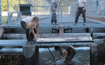 Fisheries Professionals, Partners Work Together to Save Salmon from Extreme Heat