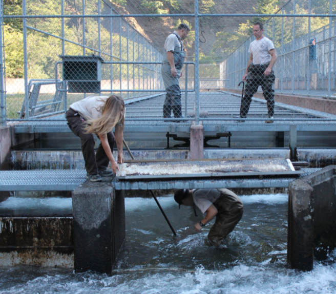 Fisheries Professionals, Partners Work Together to Save Salmon from Extreme Heat