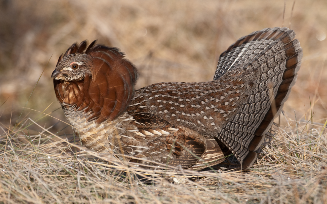 How to Preserve a Grouse Fan