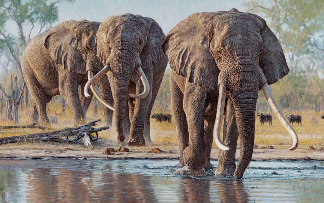 Two for Two: Selous’ Double on Elephants