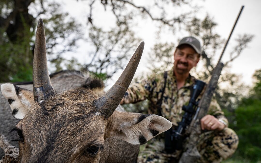 Hunting Free Range Nilgai in South Texas