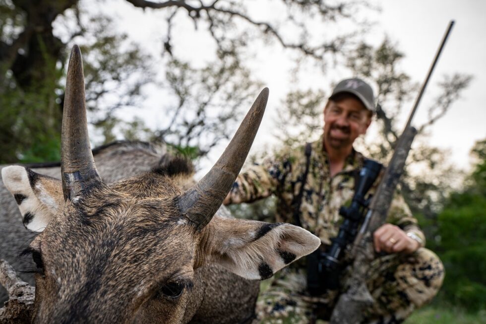 hunting-free-range-nilgai-in-south-texas-sporting-classics-daily