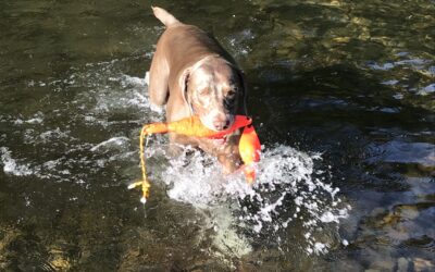 Candid Cameron: Dog Days of Summer