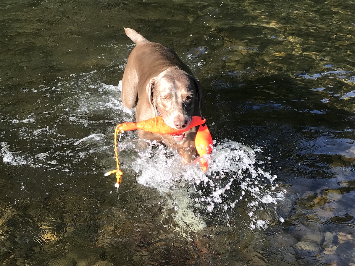 dog days of summer dog swimming with toy in river