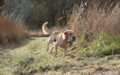 Bird Hunting in NILO Land