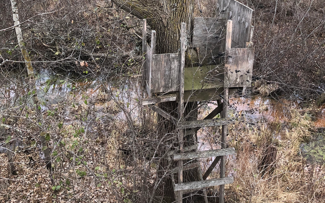 Old Tree Stands