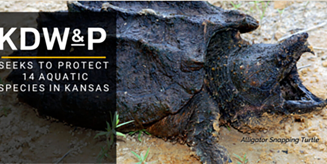 Public Comment Encouraged on Proposed Agreements to Protect 14 Aquatic Species in Kansas