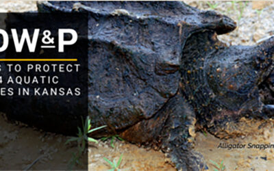 Public Comment Encouraged on Proposed Agreements to Protect 14 Aquatic Species in Kansas