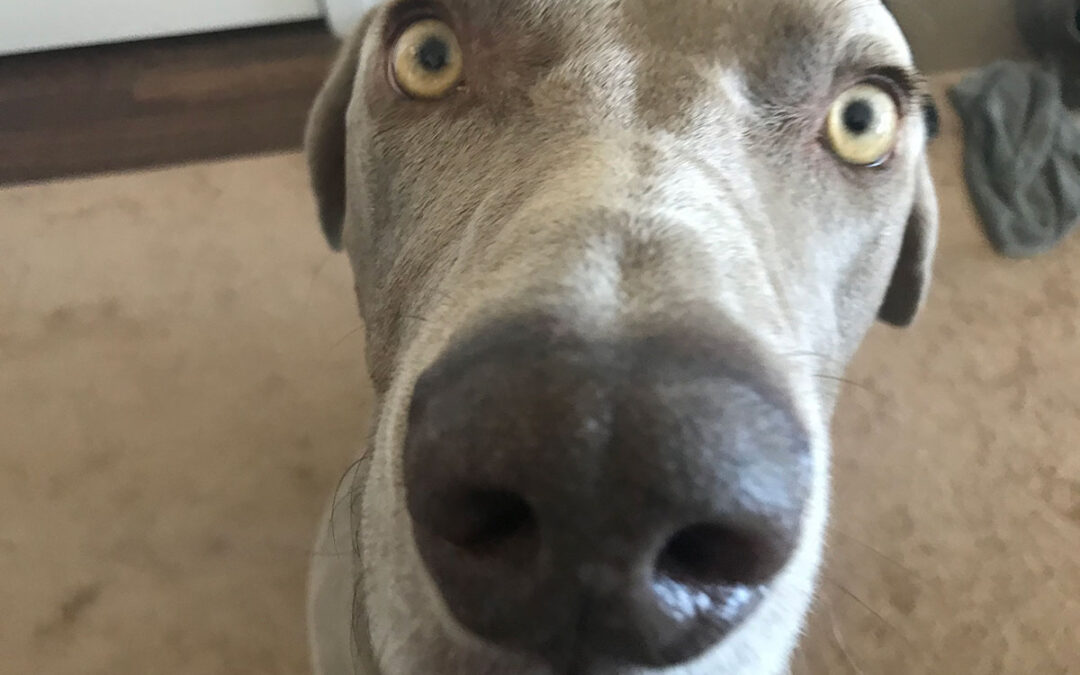Time To Hunt – Cameron the Weim Returns!