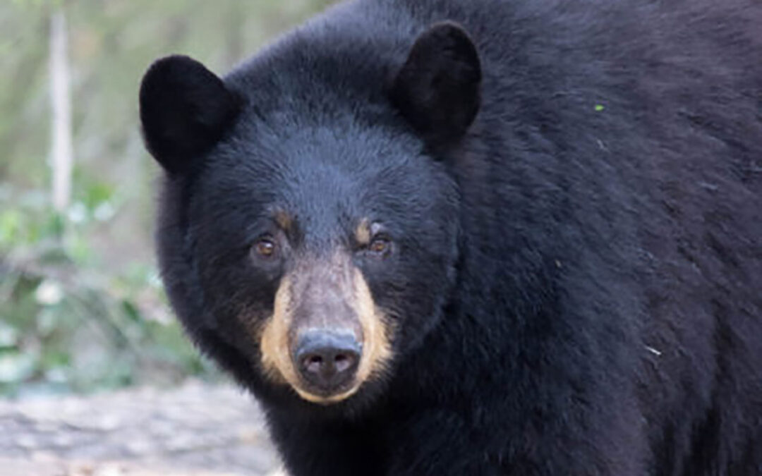 Canadian Woman to Pay $60k for Feeding Bears 180 Eggs a Week