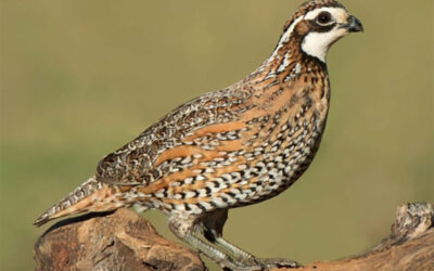 Chris Dorsey Hunting Bobwhite Quail