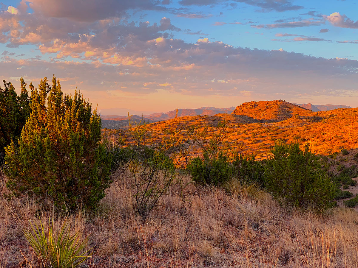 Aoudad Country