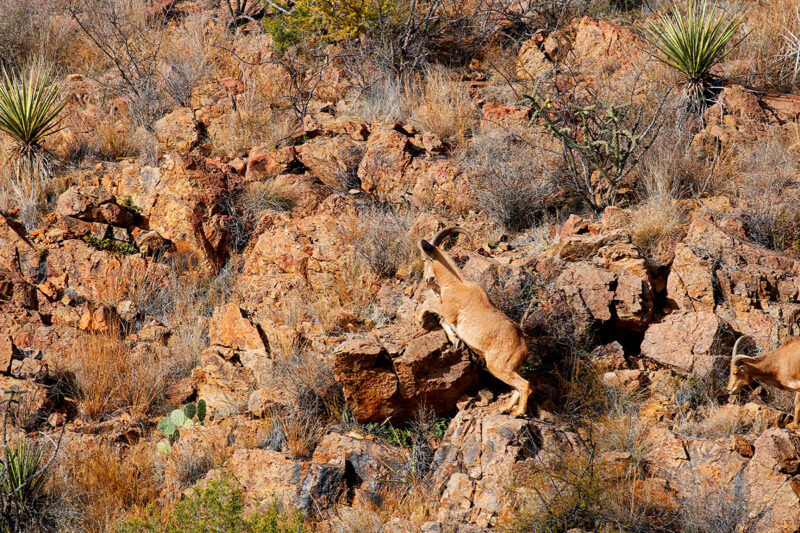 ram on rocks