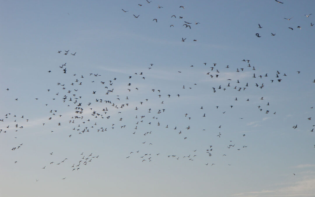 Canadian Waterfowl – A Red Letter Day