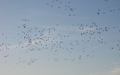 Canadian Waterfowl – A Red Letter Day