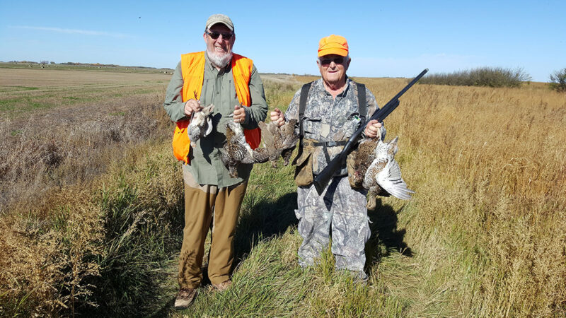 sharptails and harpies