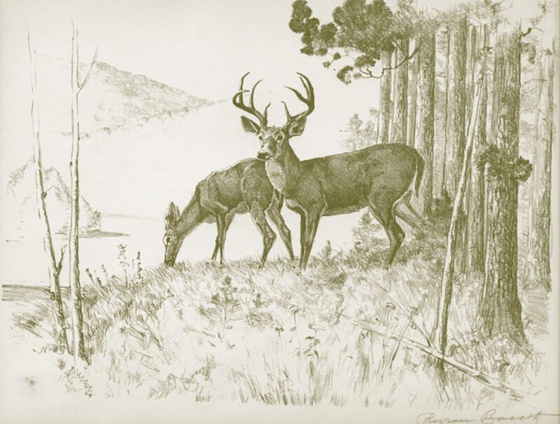 buck and doe