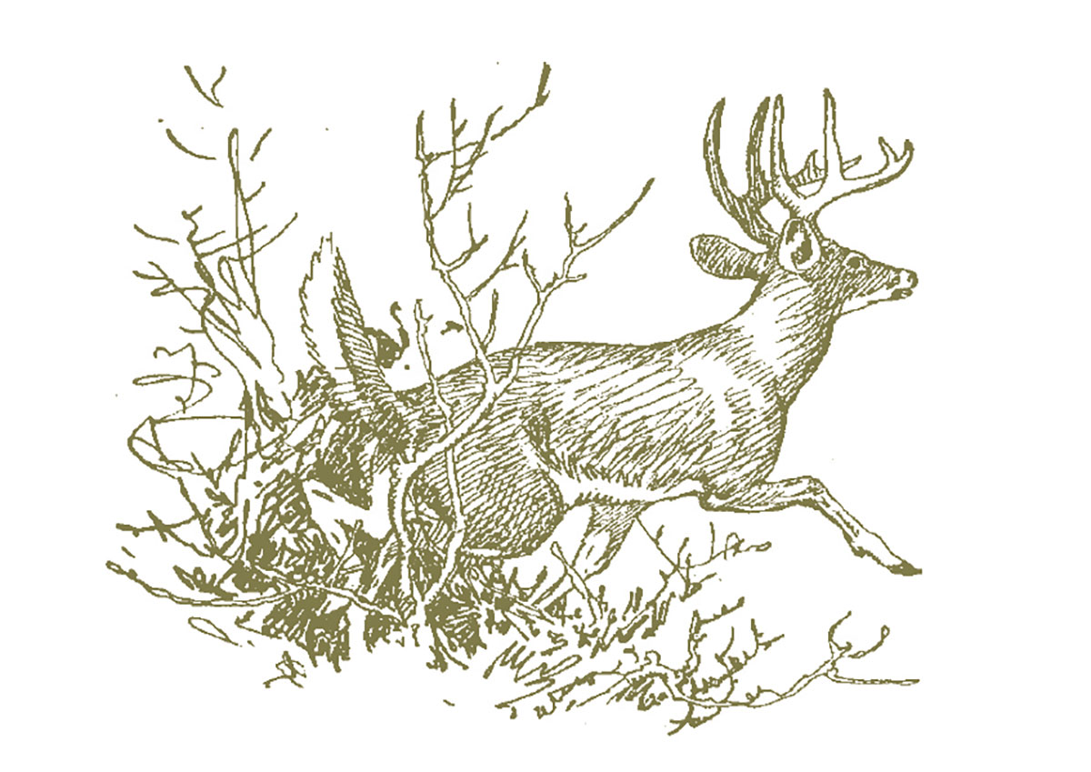 deer sketch