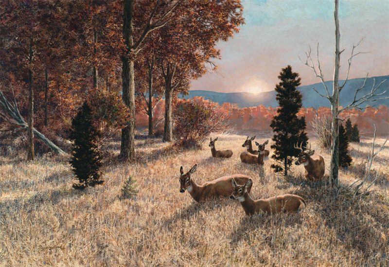 herd of whitetail 