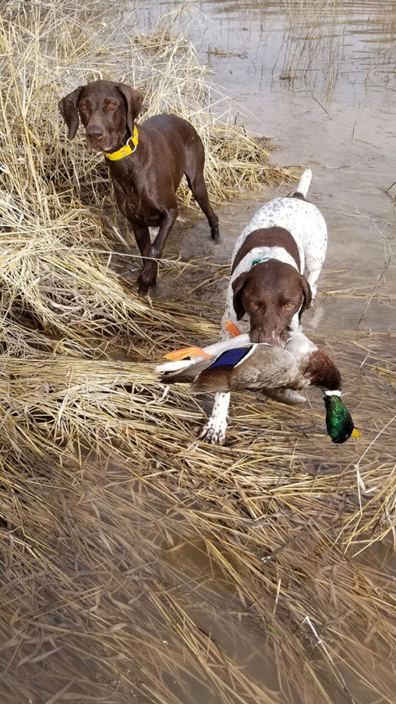 Two shorthair pointers 